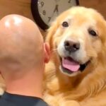 玄関をジッと見つめる大型犬→お父さんが帰宅したら…まるで『赤ちゃんのような行動』が愛おしいと8万再生「嬉しい気持ち伝わる」「可愛い」(ブログ)