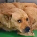 保護センターに収監されて3年半の『元野犬』にお迎えが…里親宅で見せた『幸せ溢れる表情』に涙が止まらないと11万再生「泣いた」「幸せに」(ブログ)