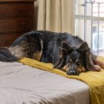 部屋の写真を撮った結果→魅力を引き立てる大型犬の姿に2万3000いいねの反響「犬のいる暮らしって素敵」「生きる美術品だわ」と絶賛の声(ブログ)