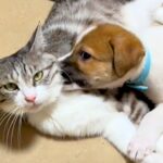 『中型犬サイズになる』と思っていた保護犬の赤ちゃん→１歳になった結果…まさかの『完全に大型犬化した現在』が12万再生「思った以上ｗ」(ブログ)