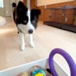 世界一賢い犬種が『ボール遊び』をした結果…想像以上だった『ルールに従う行動』が77万再生「さすがボーダーコリー」「教育に愛を感じる」(ブログ)