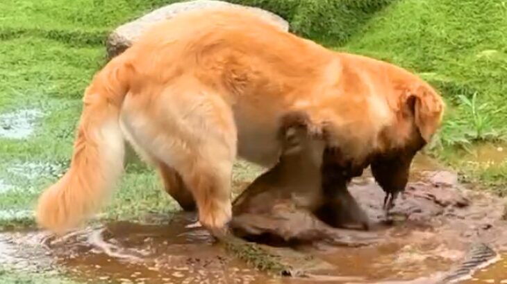 飼い主に隠れてドロドロの水溜まりを掘る大型犬→こっそり撮影すると…爆笑必至な『気づいたときの反応』が319万再生「確信犯ｗ」「楽しそう」(ブログ)