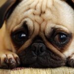 犬が元気を失う飼い主の行動4つ　愛犬に悪影響を与える理由から対処法まで解説(ブログ)