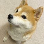 犬の1日の過ごし方を『グラフ』にしてみた結果→全人類が憧れる『理想的な時間割』が130万表示「なんて素敵な平日」「早寝早起き賢い」と絶賛(ブログ)