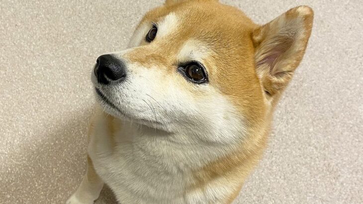 犬の1日の過ごし方を『グラフ』にしてみた結果→全人類が憧れる『理想的な時間割』が130万表示「なんて素敵な平日」「早寝早起き賢い」と絶賛(ブログ)
