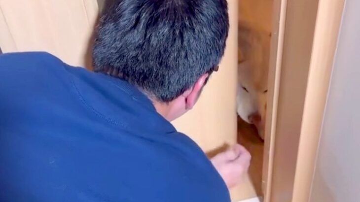 『もう限界…』トイレに行きたいパパ vs 絶対にどかない犬→パパが取った『驚きの手段』が8万再生「邪魔で草」「シンデレラフィットｗ」(ブログ)