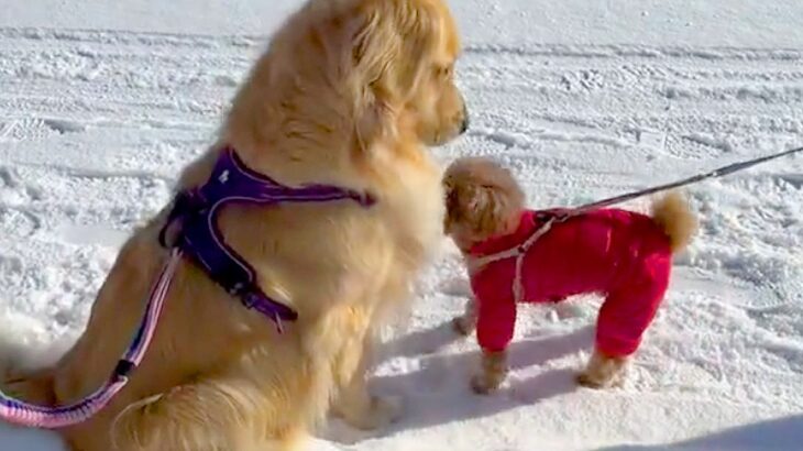 大型犬が『散歩中の小型犬』を見るといつもすること…あまりにも尊い『優しすぎる姿』が929万再生「ちゃんと分かってる」「癒された」と絶賛(ブログ)