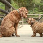 どうして吠えるの？吠えさせたらだめ？愛犬が『他の犬に吠える』理由と、3つのポジティブなアプローチ(ブログ)