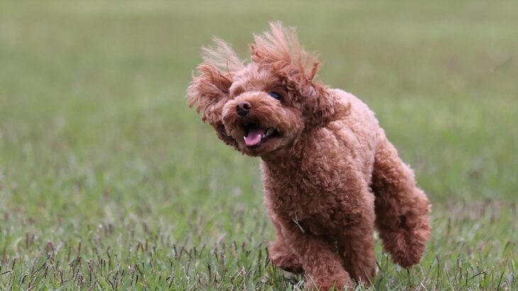 犬がはしゃぎすぎる時のリスク4つ　興奮してしまいがちな場面や正しい対処法とは(ブログ)