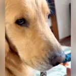 赤ちゃんのことをペロペロしたい大型犬→注意されてしまった結果…『静かにブチギレる光景』が13万再生「不服そうで草」「ガチ睨みｗ」と爆笑(ブログ)