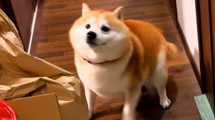 『たった30分待っただけなのに…』少しだけお留守番していた犬→家族の帰宅で『大忙しになってしまう光景』が33万再生「回るの好きｗ」の声(ブログ)