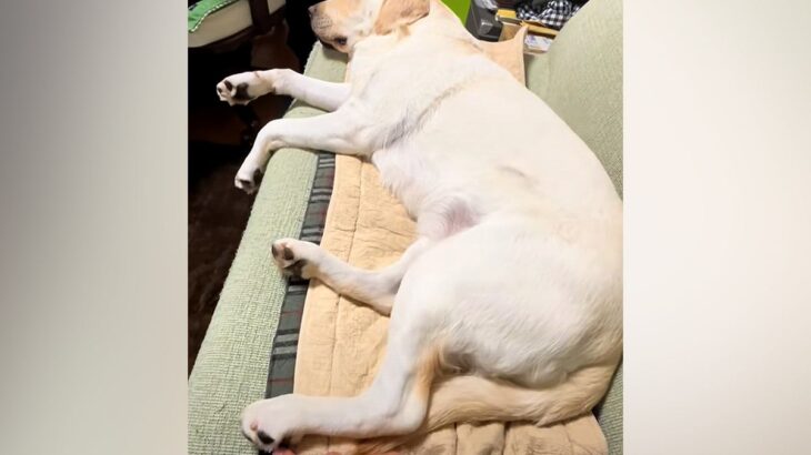 ソファでくつろぐ大型犬に、お父さんがちょっかいをかけた結果…辛辣すぎる『まさかの対応』が1050万再生「チャージするの草」「強めで好きｗ」(ブログ)