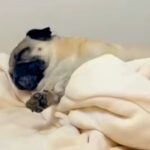 散歩前に爆睡してしまった犬→起きないので『魔法の言葉』を言った結果…衝撃の反応が190万再生「速すぎて草」「お父さん嬉しいねｗ」と絶賛(ブログ)