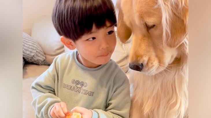 男の子がみかんを食べていたら、大型犬がジッと見つめて…悶絶級の『尊すぎる対応』が226万再生「本当の兄弟のよう」「優しくて感動した」(ブログ)