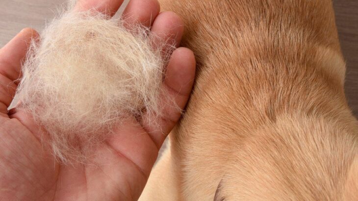 犬の『換毛期』飼い主の絶対NG行為4選　健康的な被毛を保つ方法までご紹介(ブログ)