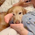 小さな男の子と『お母さんの膝を取り合う』大型犬→お姉ちゃんの気遣いと『微笑ましい攻防』が14万再生「可愛い小競り合い」「幸せ空間」(ブログ)