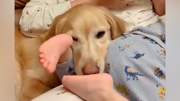 小さな男の子と『お母さんの膝を取り合う』大型犬→お姉ちゃんの気遣いと『微笑ましい攻防』が14万再生「可愛い小競り合い」「幸せ空間」(ブログ)