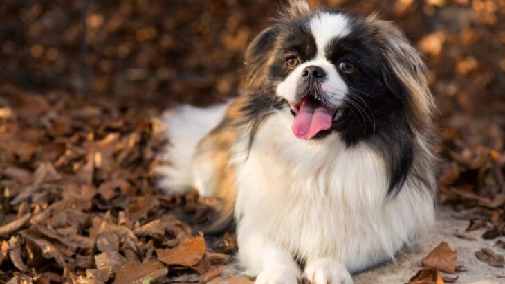 犬の舌が出てしまう理由とは｜放置しても大丈夫？病気の可能性まで【獣医が解説】(ブログ)