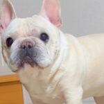 犬が『ちょっと来て！』と大騒ぎするので見に行ってみた結果…まさかの『可愛すぎる報告』に13万再生の反響「真剣で草」「助かって良かったｗ」(ブログ)