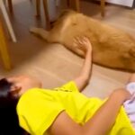 見えなくても『誰に触られているか分かる』大型犬→娘とママへの『あからさま過ぎる態度の違い』が12万再生「背中にスイッチある？ｗ」と話題(ブログ)