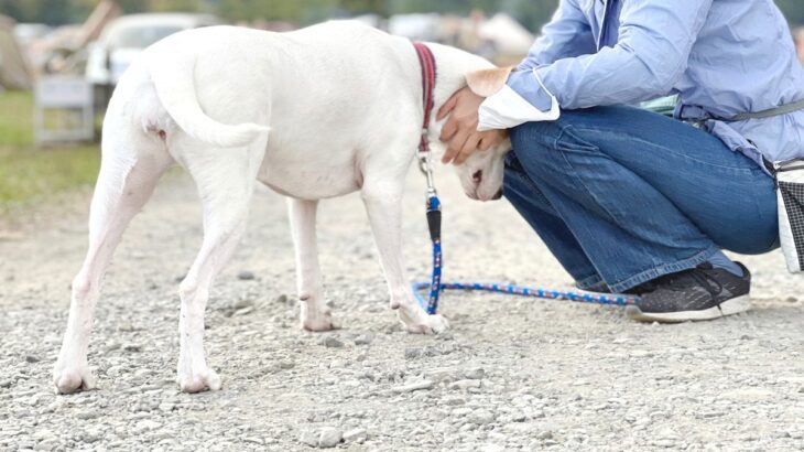 犬が人に『頭突き』をしてくるときの心理5つ　何を伝えているの？愛犬からのメッセージとは(ブログ)