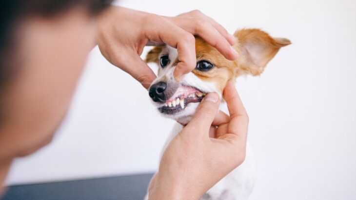 犬が死ぬ可能性のある『口の病気』4選　日頃からすべきチェック方法や効果的な予防策まで(ブログ)