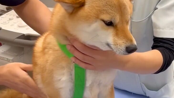 病院に『1年に1回の注射』をしにきた犬→診察台に上がった途端…応援せずにはいられない『ガッチガチな光景』が57万再生「緊張が伝わる」(ブログ)