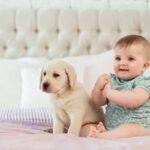 『温厚でおとなしい』犬種５選　落ち着いた性格に育てるコツはあるの？(ブログ)