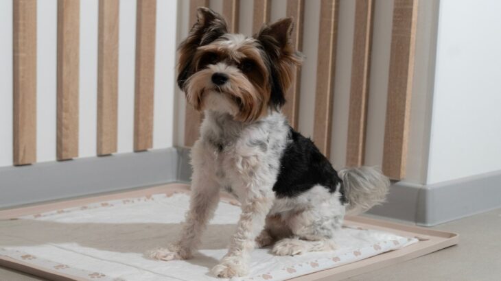 犬のトイレを『絶対置いてはいけない場所』5選　主なNG理由や飼い主がすべき配慮まで(ブログ)