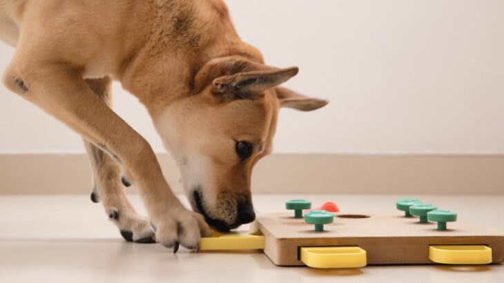 犬の『精神年齢』ってどれぐらい？人間に換算した時の年齢や知能について解説(ブログ)