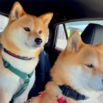 手術のために車で病院に来たら、一緒にいた犬たちが…『ママだいじょうぶ？』健気すぎる光景が10万再生「可愛い見守り隊」「心配だよね」(ブログ)
