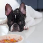 犬が『このご飯嫌い』と言っているサイン3選　わがままを助長させる飼い主のタブー行為まで(ブログ)