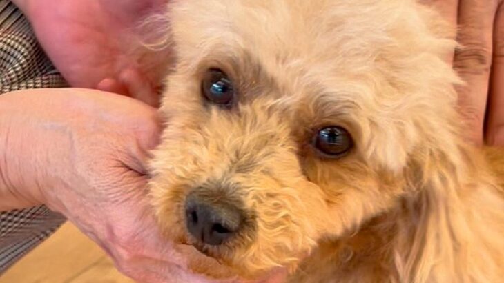 『声帯を失って声が出せない犬』を保護して…ハンデを乗り越えた『現在の姿』に涙「素敵な家族と出会えてよかった」「泣けてきた」と11万再生(ブログ)