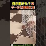 なんだと！？それ抜けちゃうんだ…😂【ウサギ】funny animals(YouTube)
