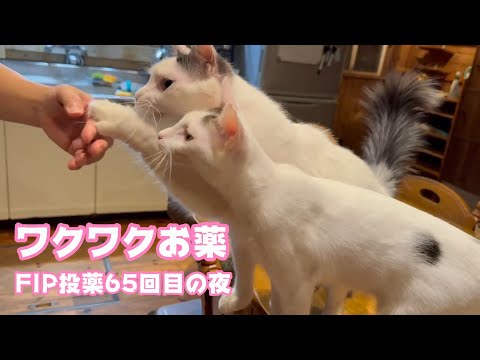 ワクワクおお薬タイム  65回目の夜  セナ＆ネオ   2025 04 02 1(YouTube)