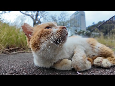 漁港近くの歩道で寝ていた猫ちゃんがカワイイ(YouTube)