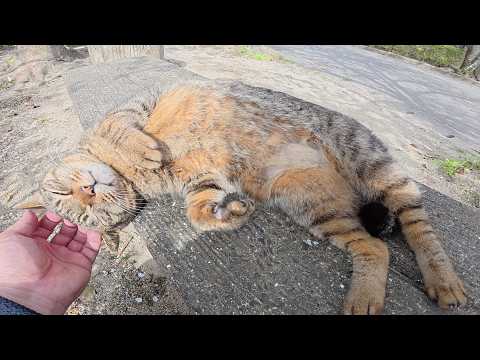 人懐っこいキジトラ猫がベンチでヘソ天ポーズになって甘えてきた(YouTube)