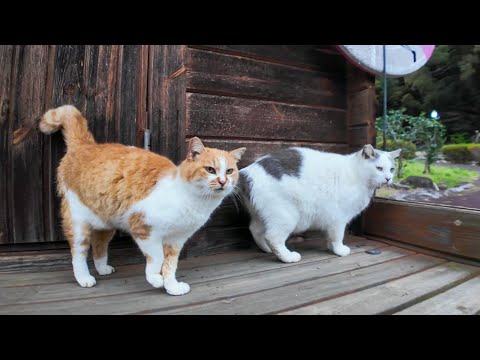 公園で見かけた仲良し猫二人組がカワイイ(YouTube)