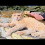 ボートの上でくつろいでいた茶トラ猫ちゃんをモフる(YouTube)
