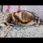 キジトラ猫とアメショー猫の夫婦が妊娠した娘猫を優しく見守る(YouTube)