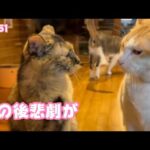 この後悲劇がwww  クッキー＆五郎   2025 04 18 1(YouTube)