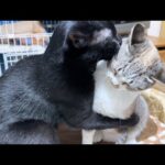 好きすぎて姫猫にギューした黒猫君がこの後面白可愛い結果に…笑(YouTube)
