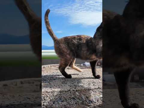 #ImpressedCatVideo #catisland #Cat(YouTube)