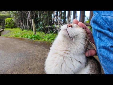 橋を通る人を見つけるととりあえず橋の下から出てきてナデナデを要求する猫(YouTube)