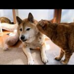 柴犬パパを愛する猫たちの表現がそれぞれ個性があって可愛すぎました(YouTube)