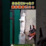 一番最初に売れようとする犬😂 #犬 #dog #funny dogs(YouTube)