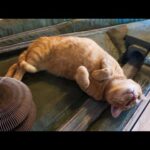 【ジオラマ食堂】走ってる電車はとりあえず止める猫(YouTube)