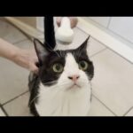 換毛期になるとお風呂に入ってサッパリしたくなる猫(YouTube)