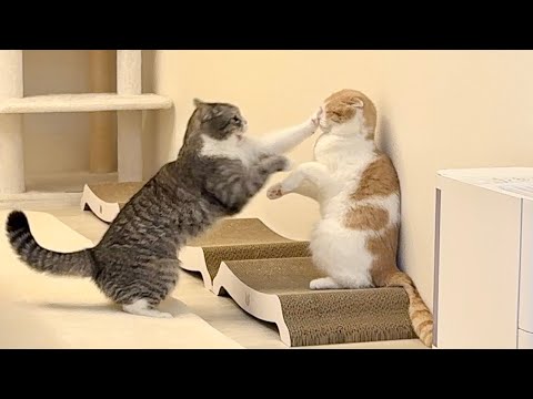 調子に乗った弟が兄に下克上しようと挑んだらまさかのこうなっちゃいました…(YouTube)