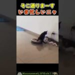 ルンバを軽くあしらうニャンコ😂【猫】 #猫 #cat(YouTube)
